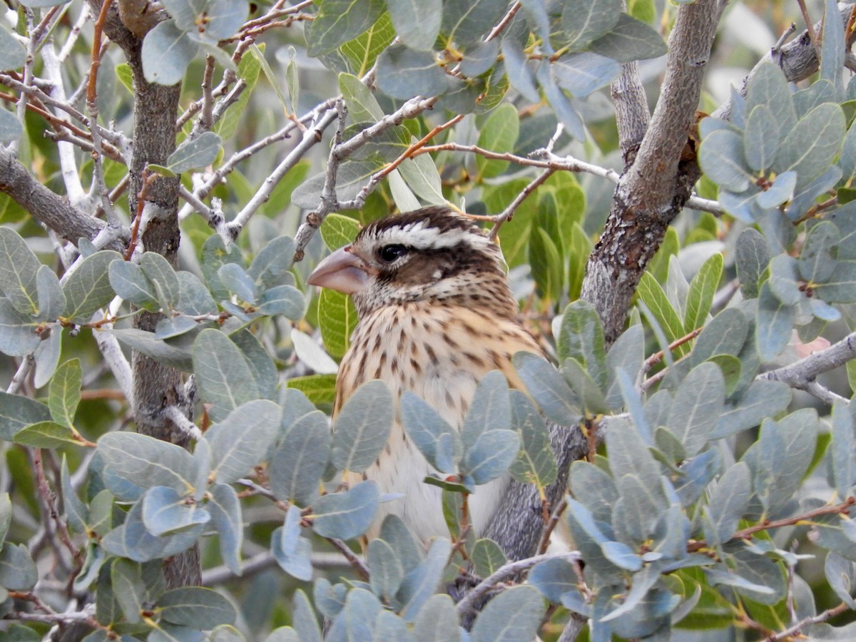Rose-breasted Grosbeak - ML643455957