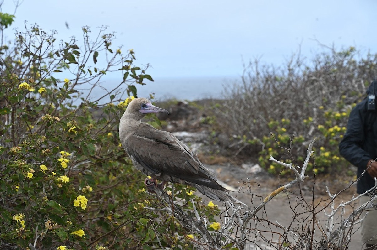 Red-footed Booby - ML643455962