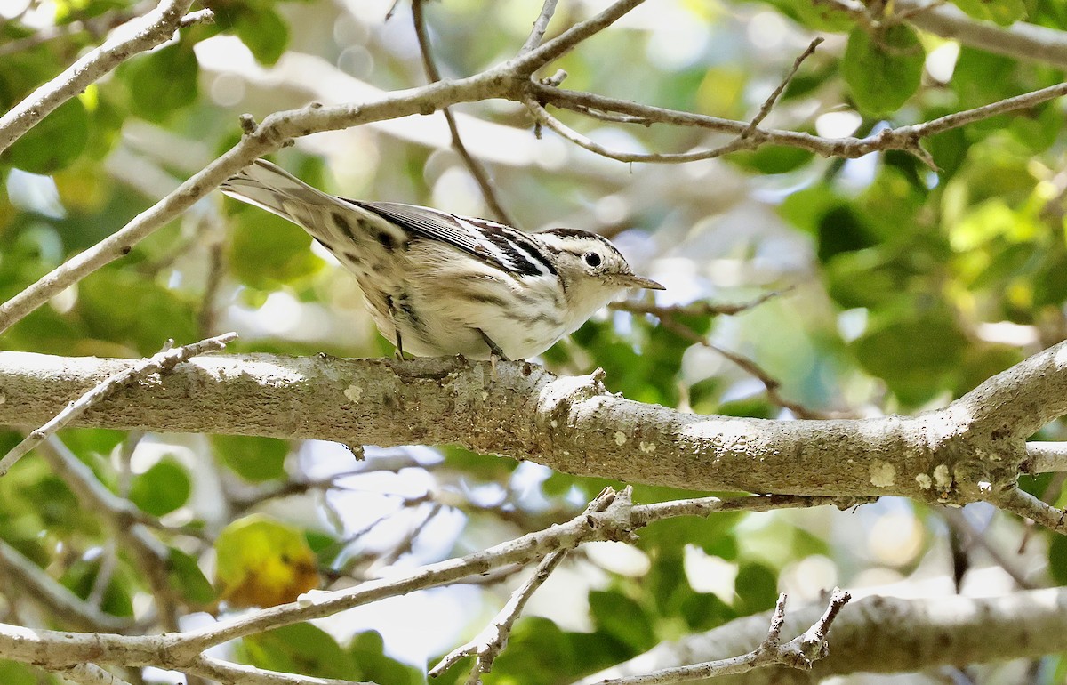 シロクロアメリカムシクイ - ML643455963