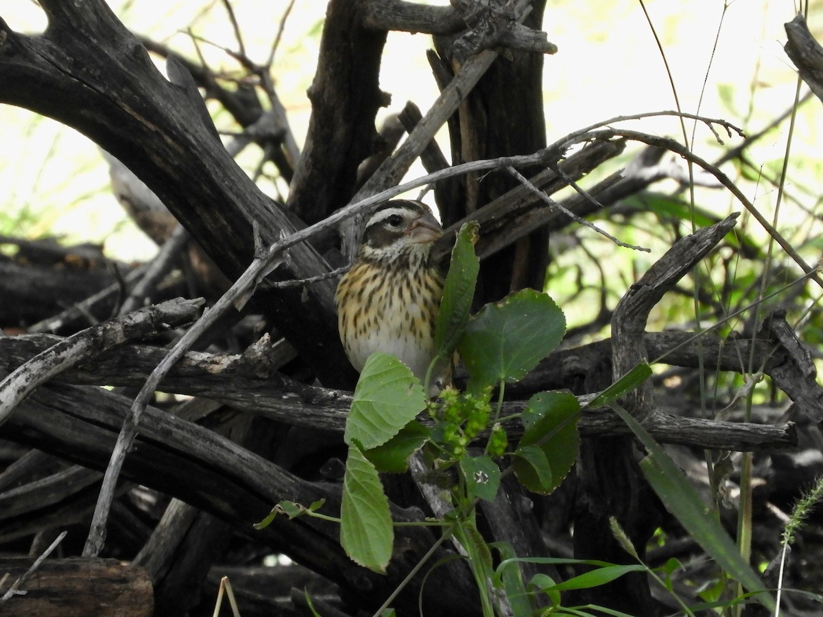 Rose-breasted Grosbeak - ML643455964