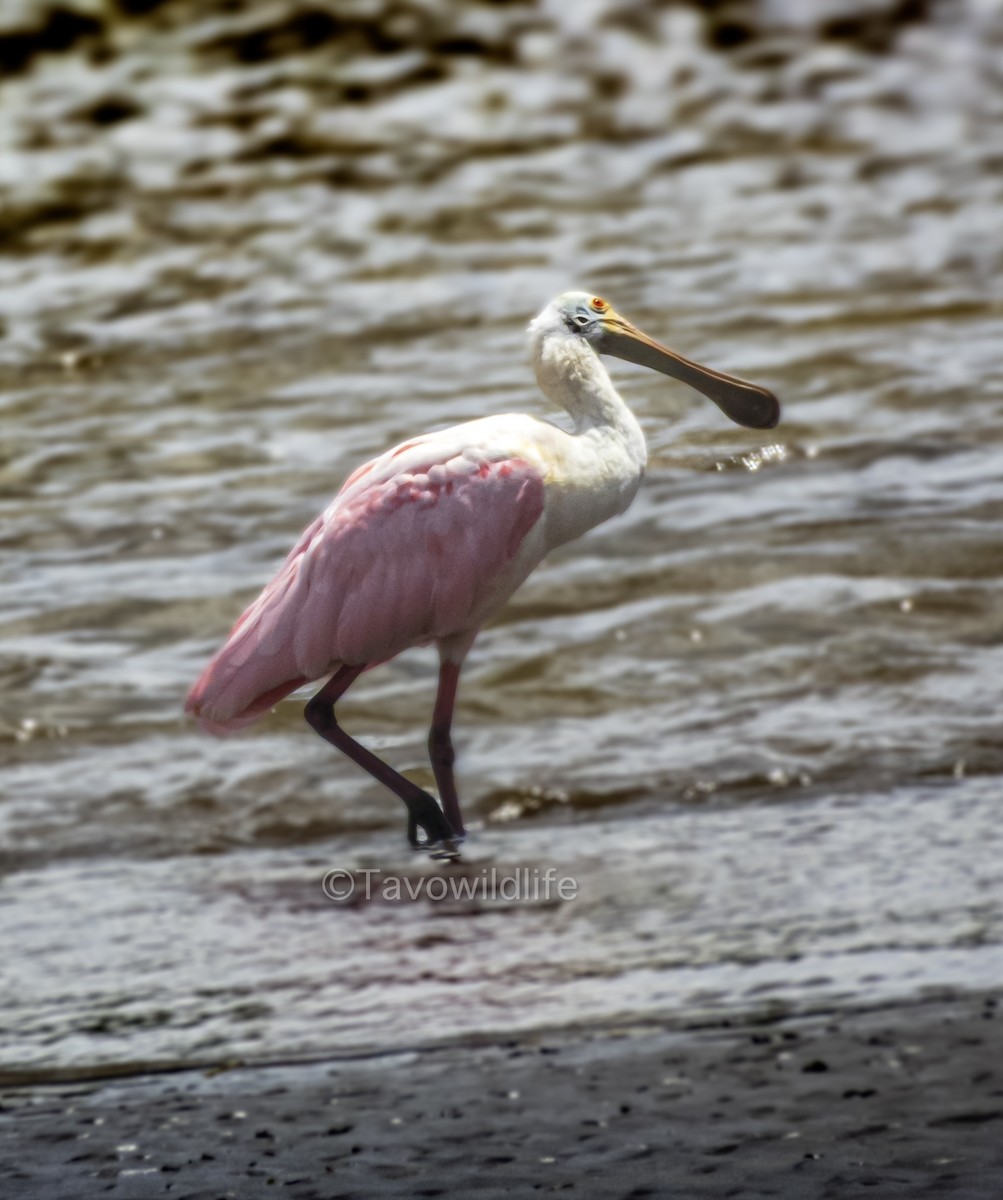 Roseate Spoonbill - ML643455967