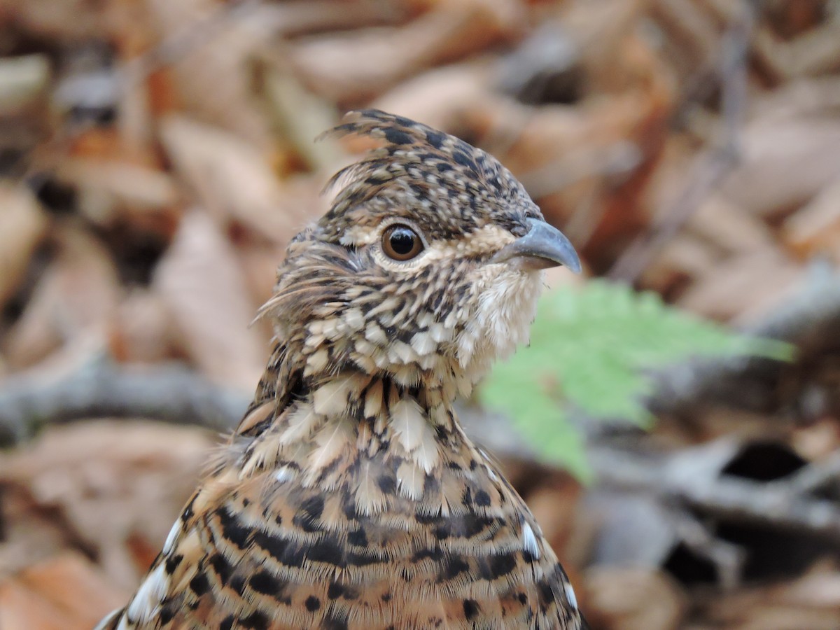 Ruffed Grouse - ML643455969
