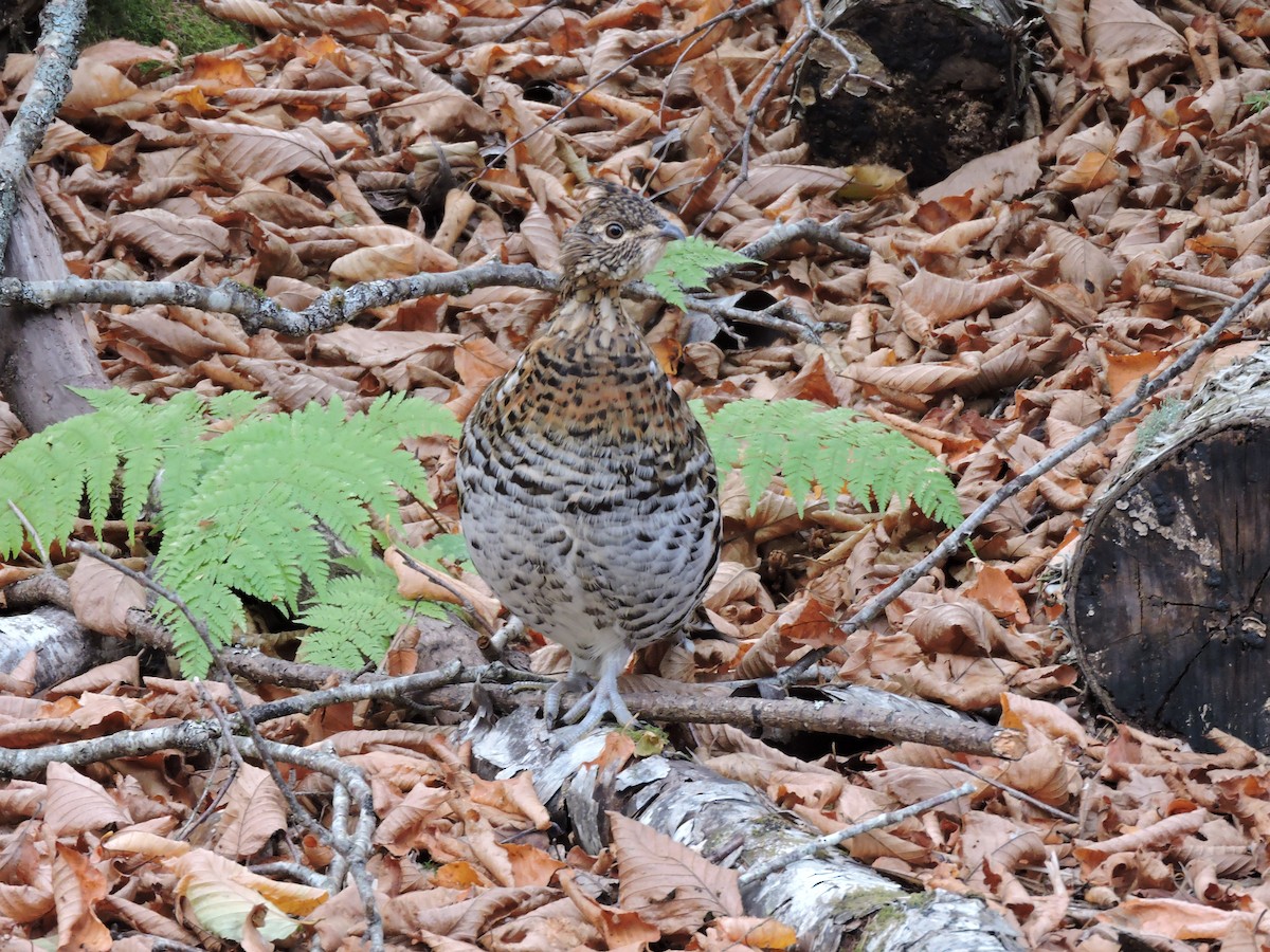 Ruffed Grouse - ML643455971