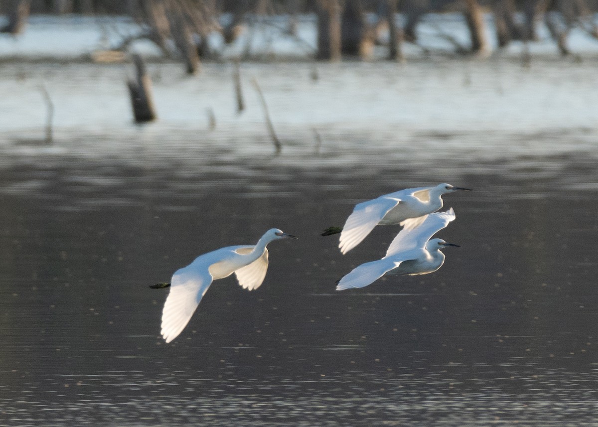 Snowy Egret - ML643455981