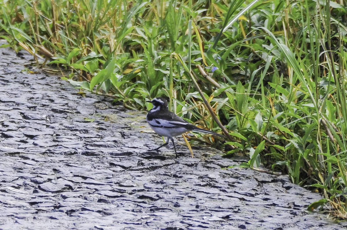 African Pied Wagtail - ML643455999