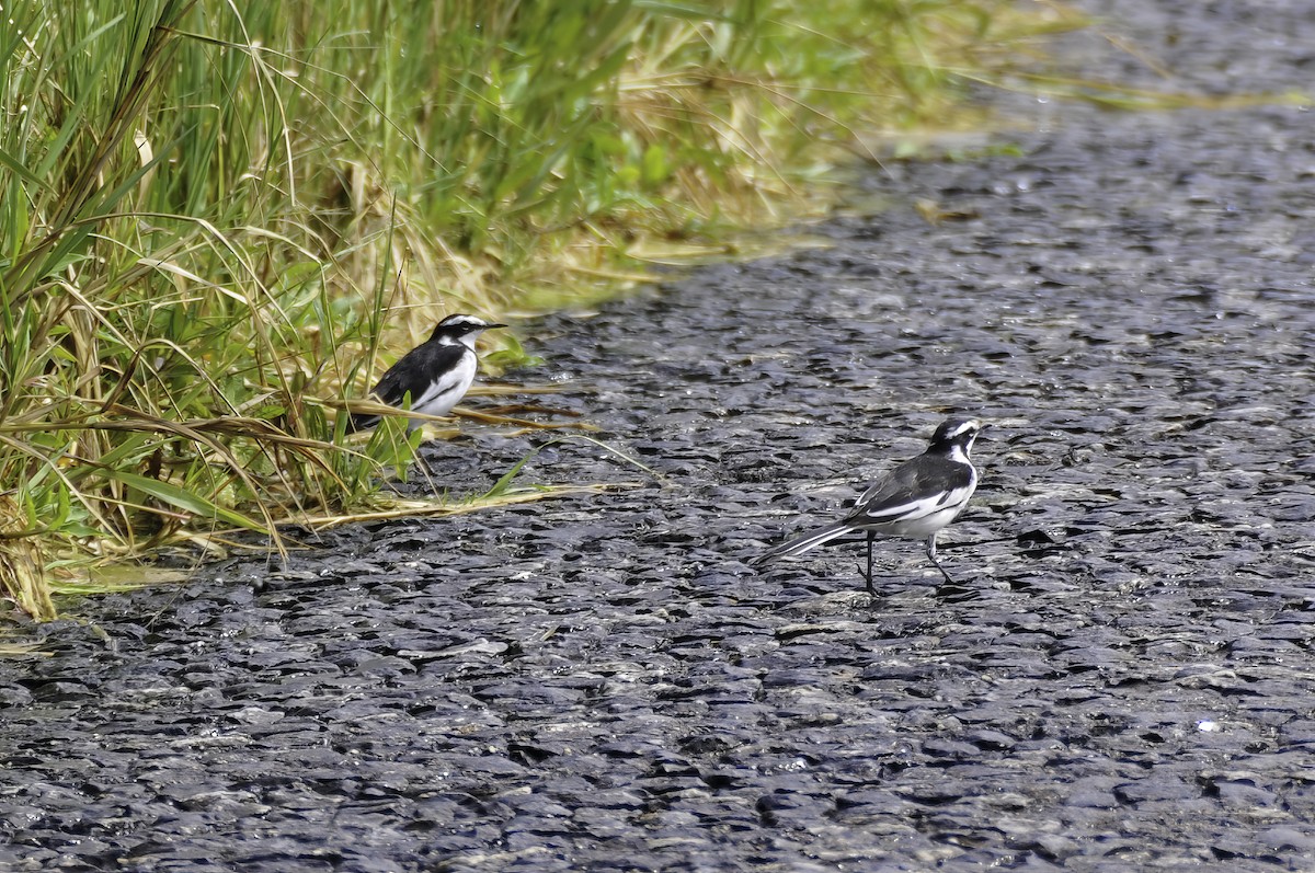 African Pied Wagtail - ML643456000