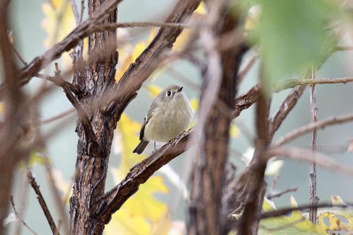 Ruby-crowned Kinglet - ML643456009