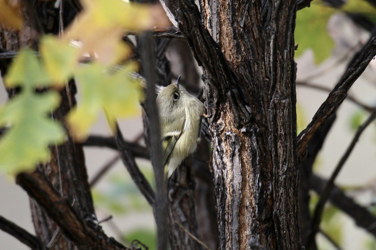 Ruby-crowned Kinglet - ML643456010