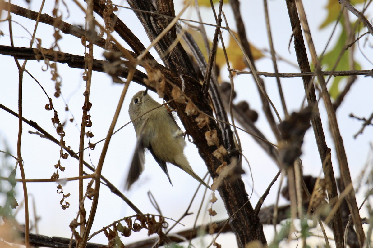 Ruby-crowned Kinglet - ML643456011