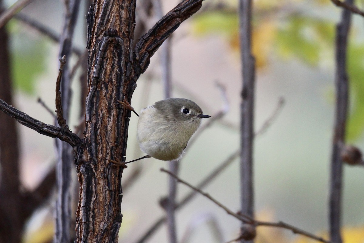 Ruby-crowned Kinglet - ML643456012