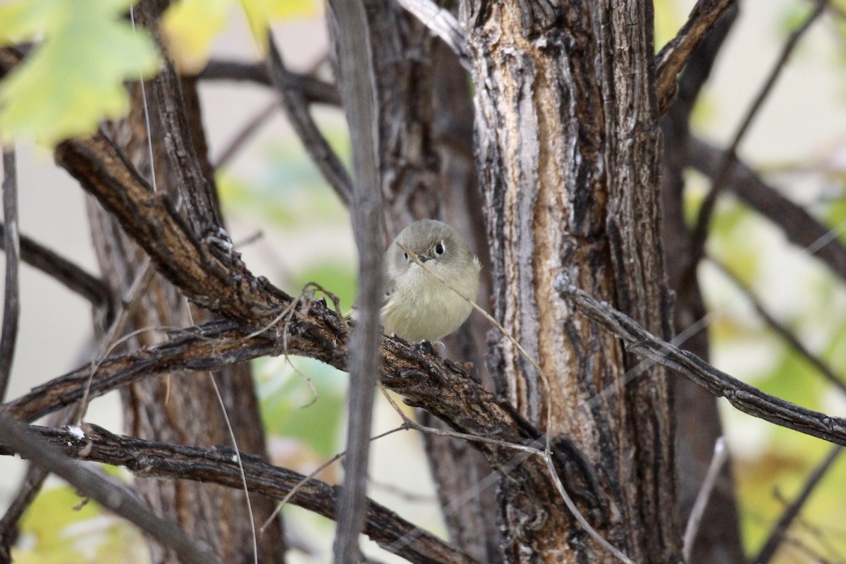Ruby-crowned Kinglet - ML643456013