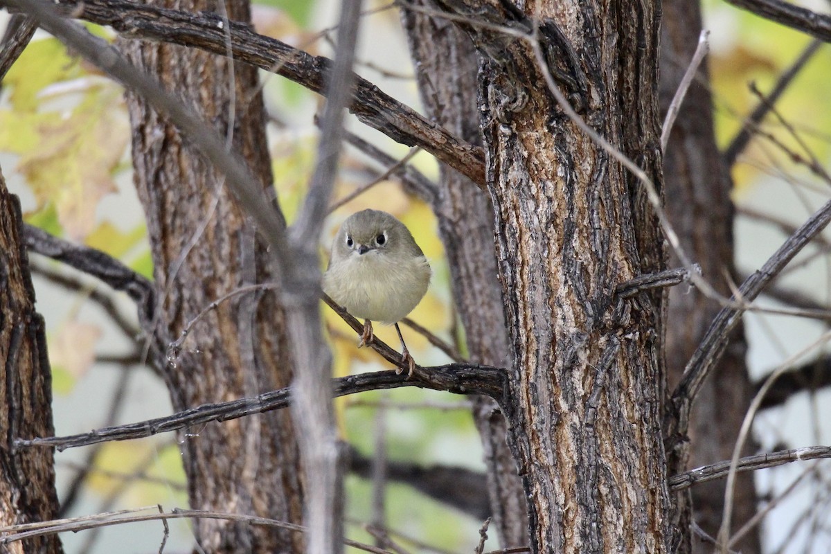Ruby-crowned Kinglet - ML643456014