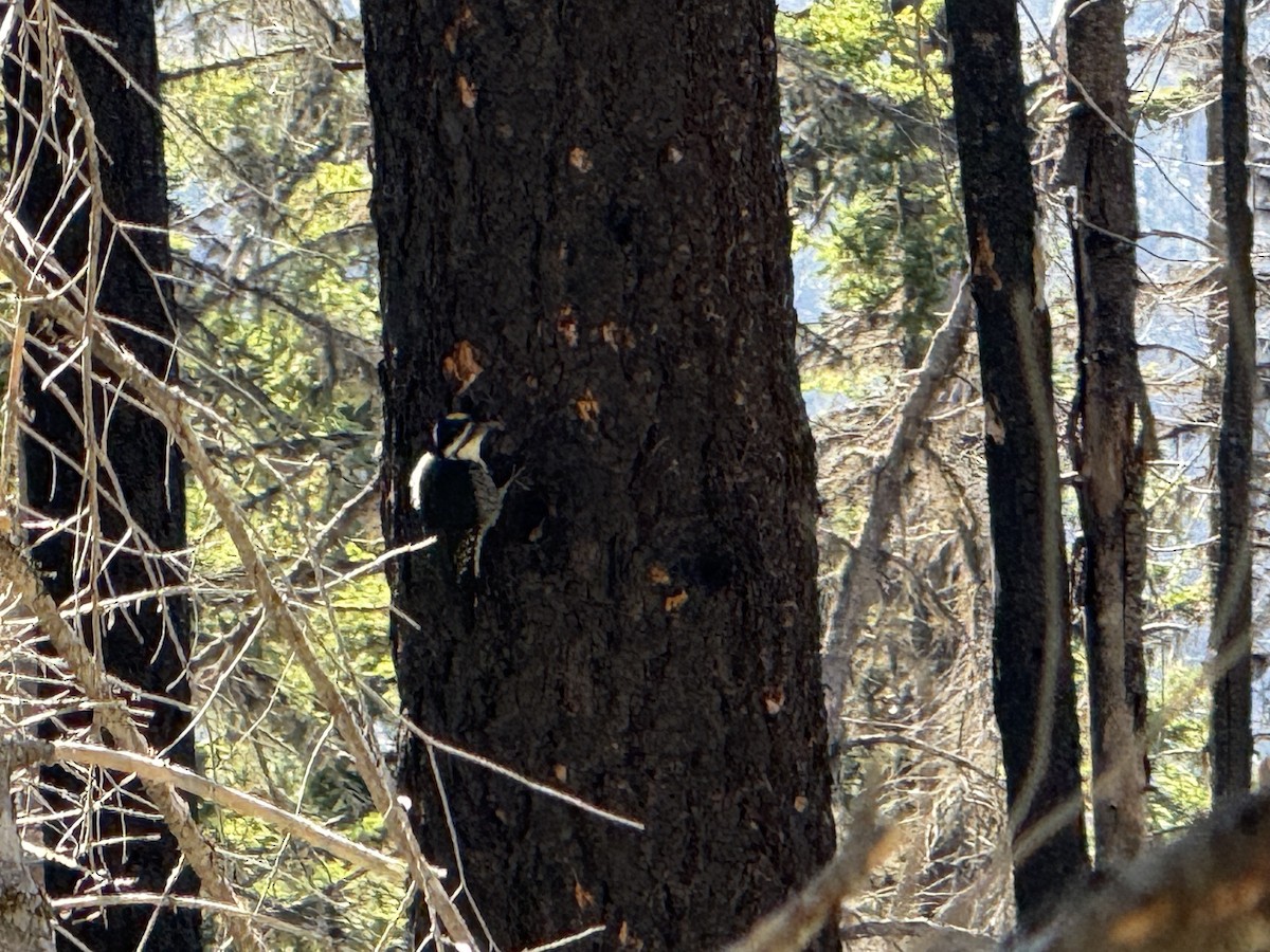 Black-backed Woodpecker - ML643456018