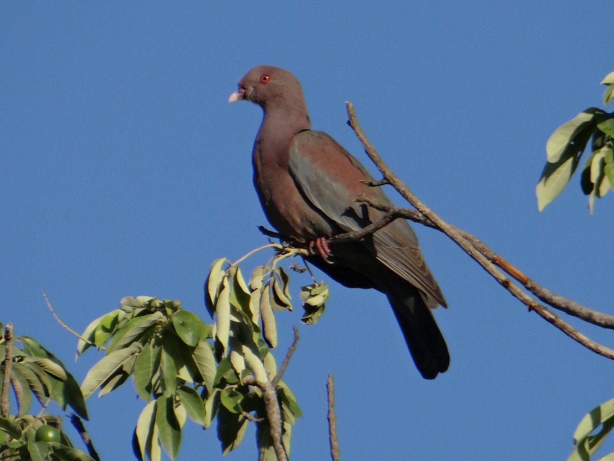 Red-billed Pigeon - ML643456019