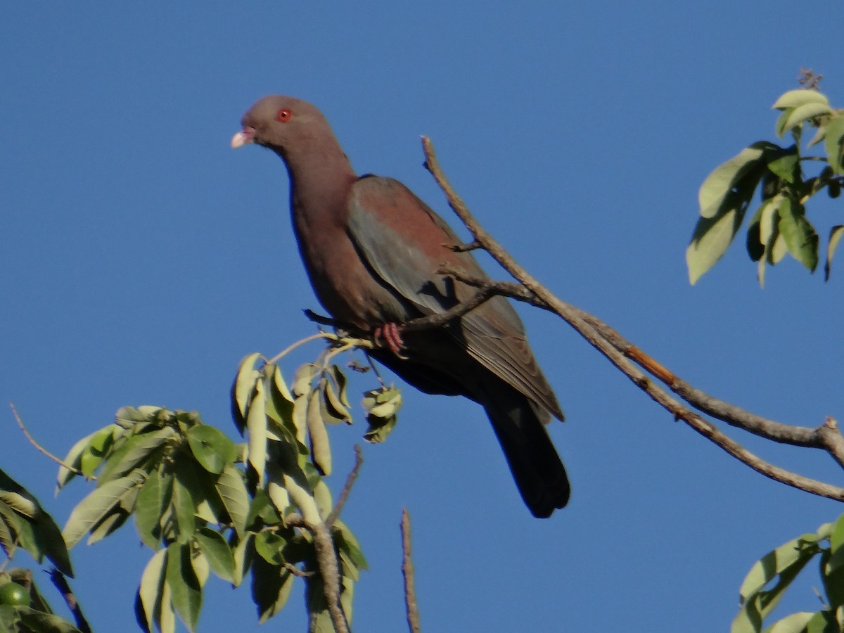 Red-billed Pigeon - ML643456020