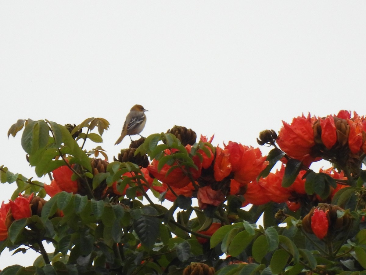 Baltimore Oriole - ML643456021
