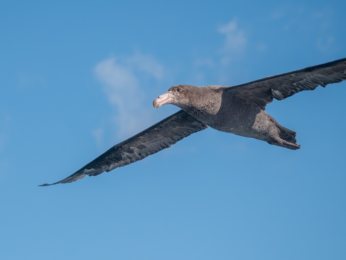 Northern Giant-Petrel - ML643456026