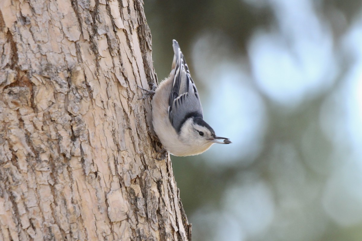 White-breasted Nuthatch (Eastern) - ML643456027