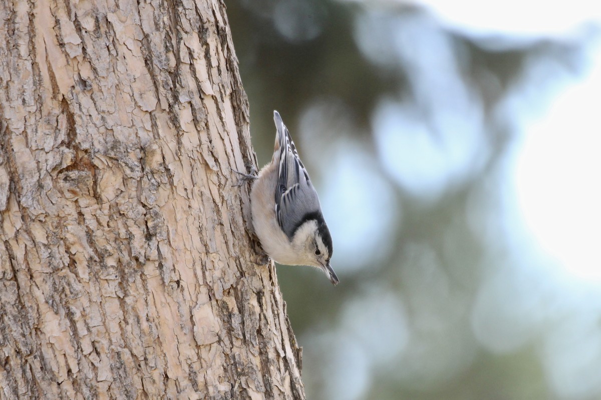 White-breasted Nuthatch (Eastern) - ML643456028