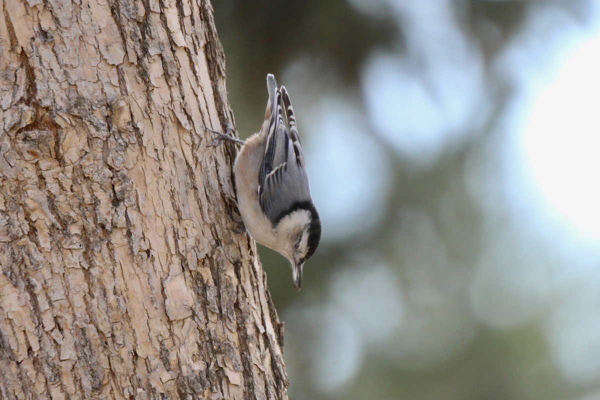 White-breasted Nuthatch (Eastern) - ML643456029