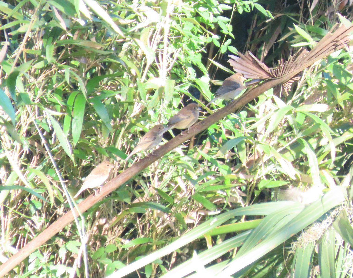 Indigo Bunting - ML643456034