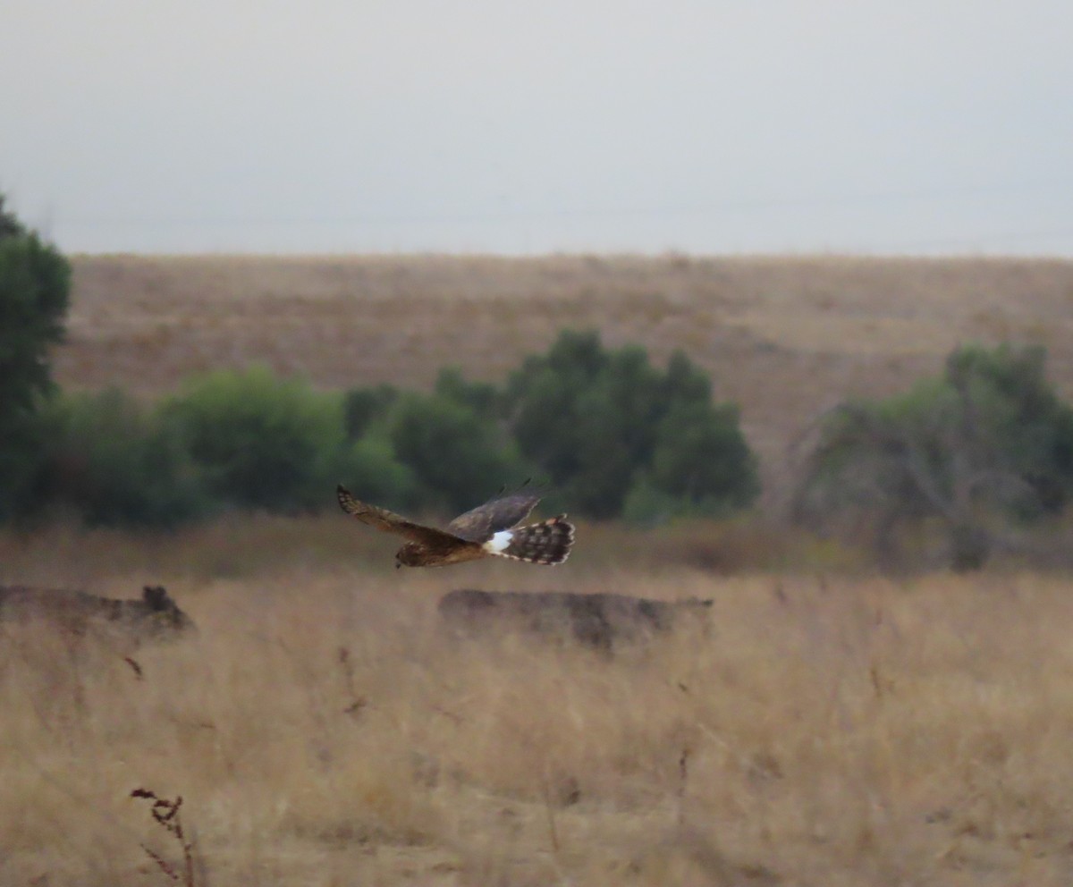 Northern Harrier - ML643456037