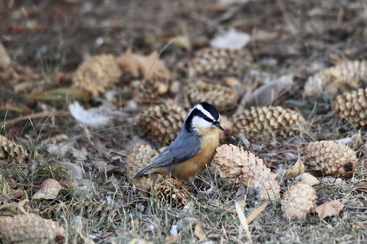 Red-breasted Nuthatch - ML643456041