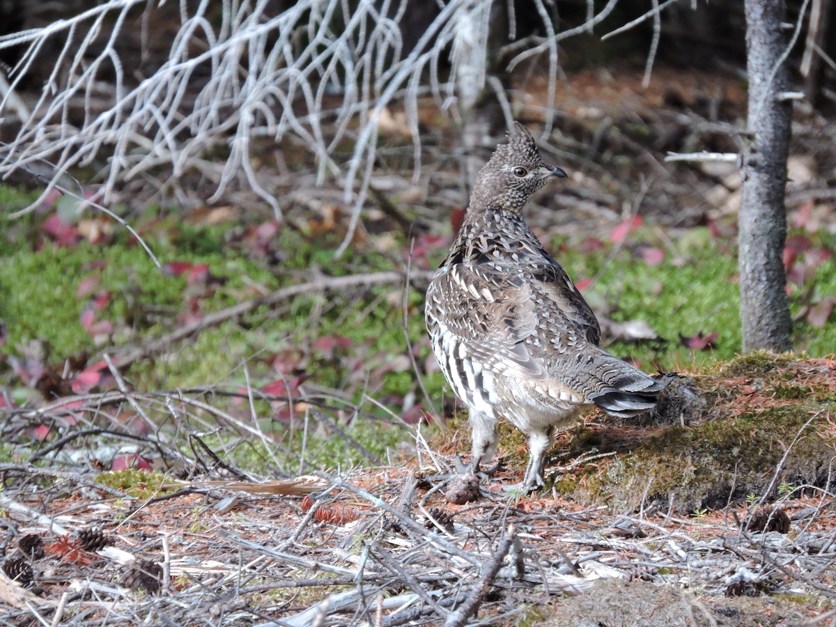 Ruffed Grouse - ML643456047