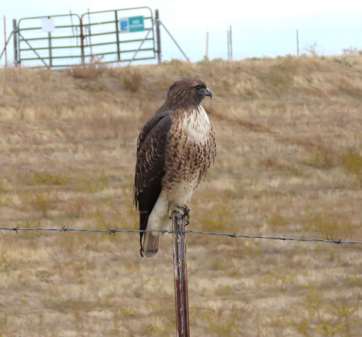 Red-tailed Hawk (calurus/alascensis) - ML643456053