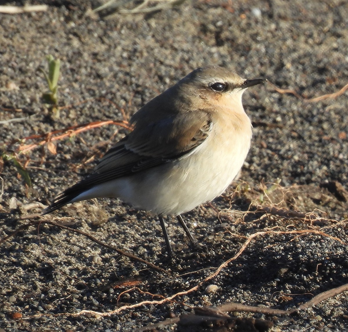 Culbianco - ML643456057