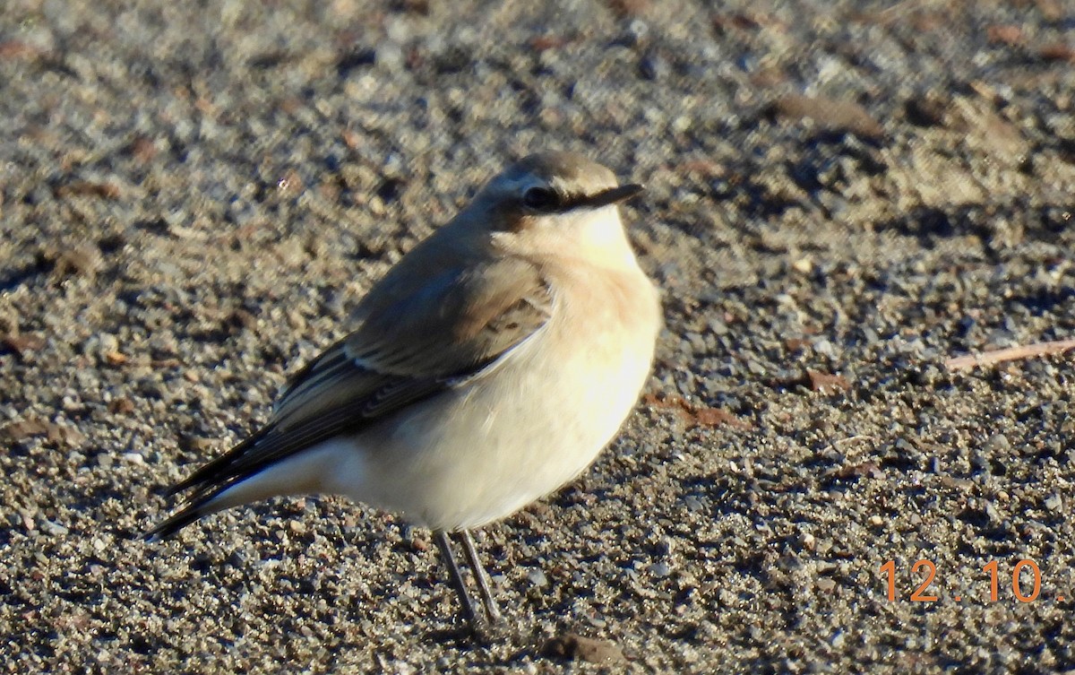 Northern Wheatear - ML643456058