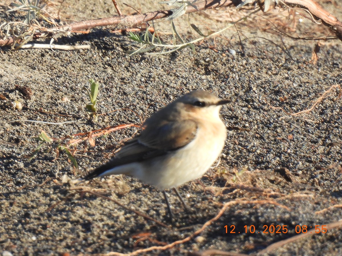 Northern Wheatear - ML643456060