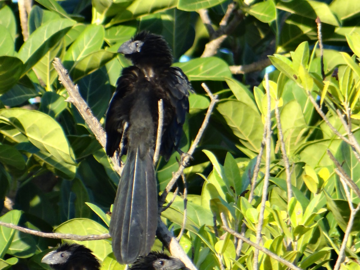 Groove-billed Ani - ML643456062