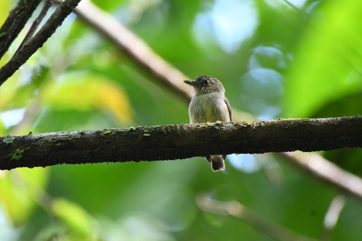Dwarf Tyrant-Manakin - ML643456064