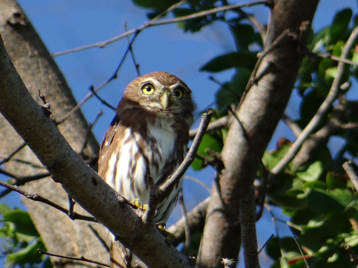 Ferruginous Pygmy-Owl - ML643456070