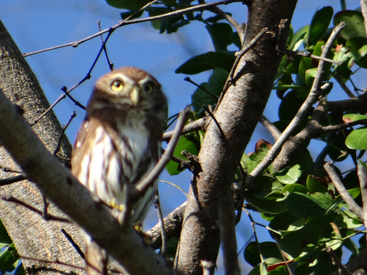 Ferruginous Pygmy-Owl - ML643456074