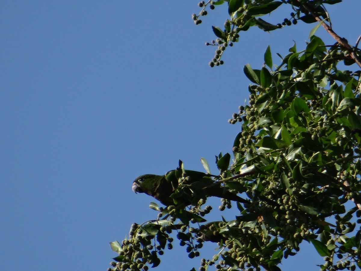 Olive-throated Parakeet - ML643456084