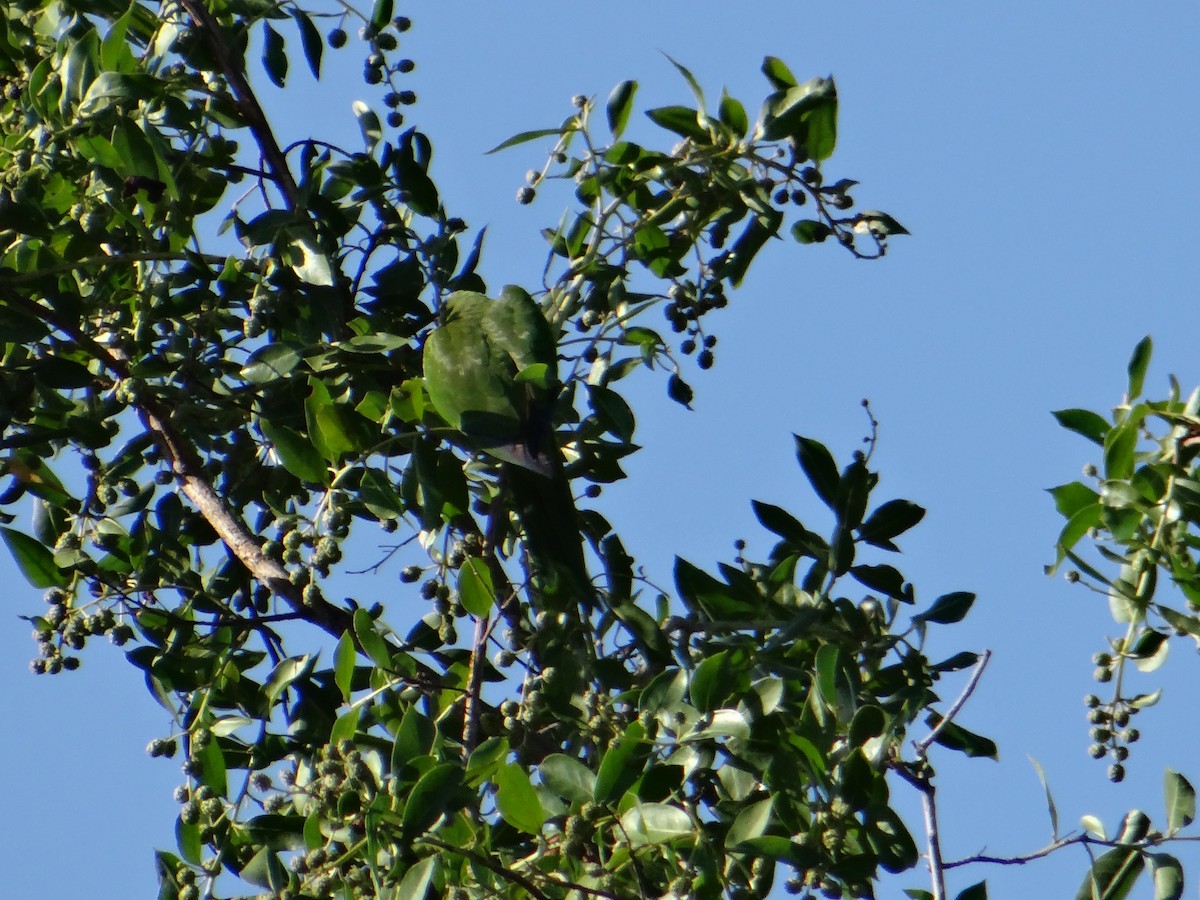 Olive-throated Parakeet - ML643456086