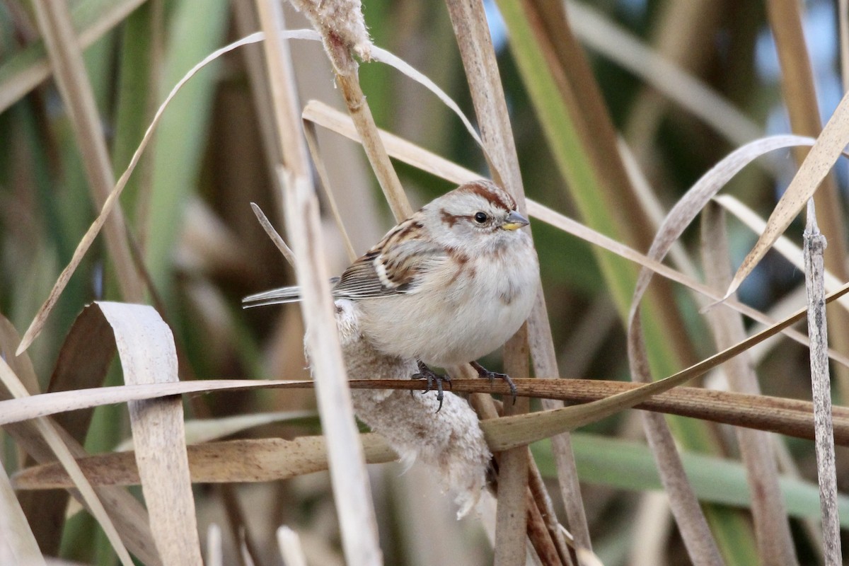 American Tree Sparrow - ML643456087