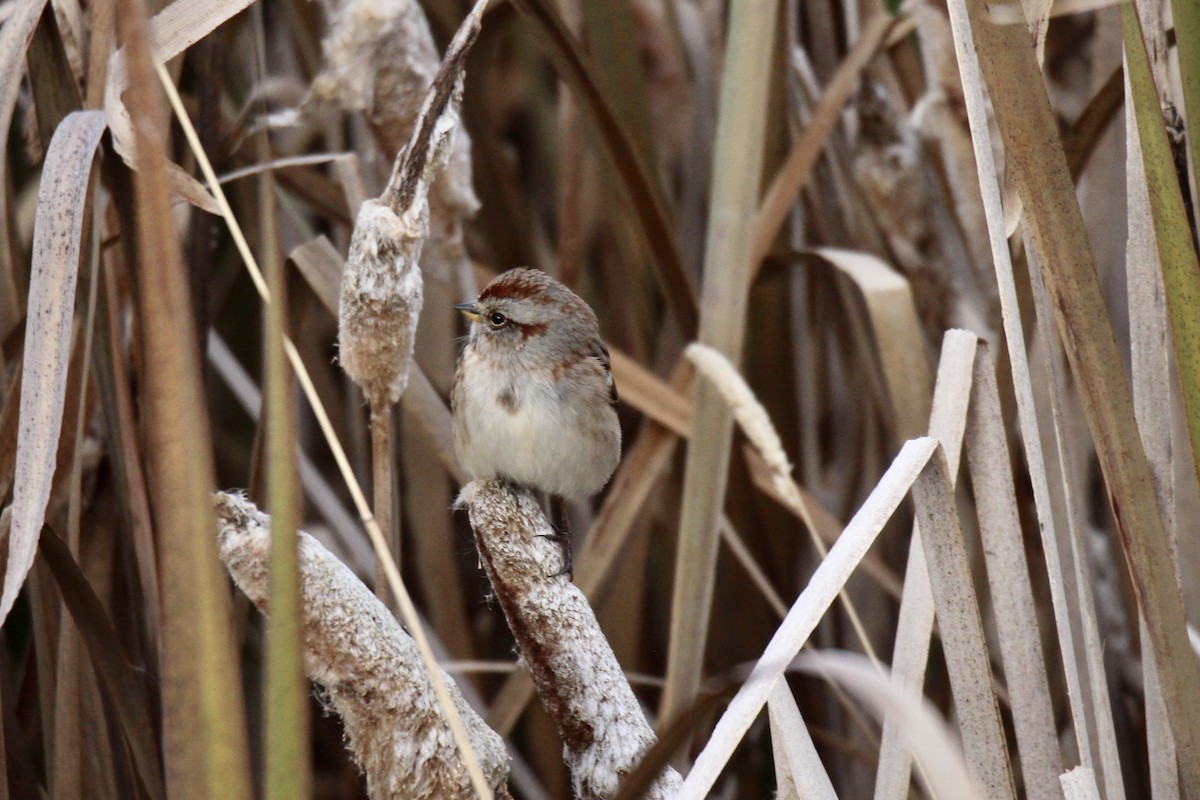 American Tree Sparrow - ML643456088
