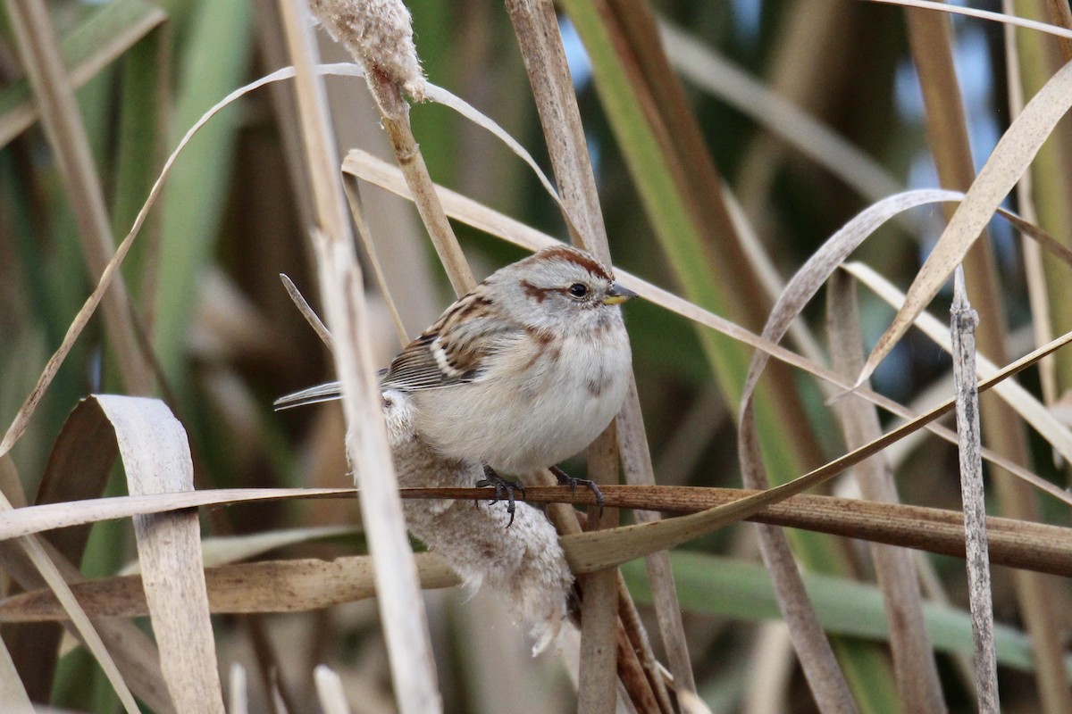 American Tree Sparrow - ML643456089