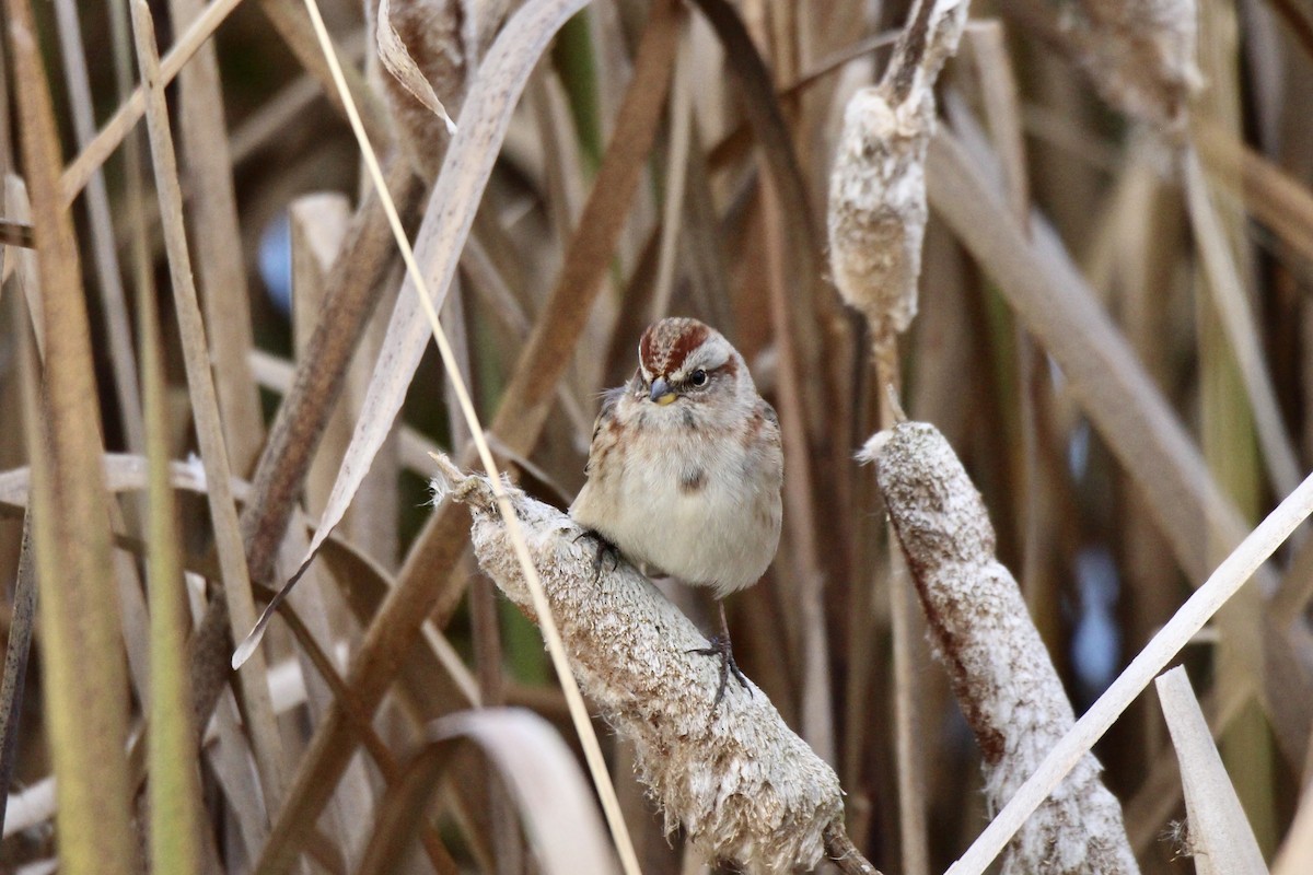 American Tree Sparrow - ML643456090
