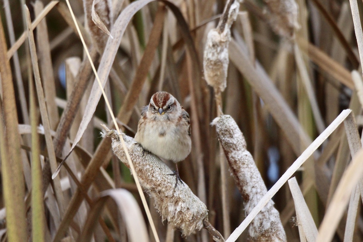 American Tree Sparrow - ML643456091