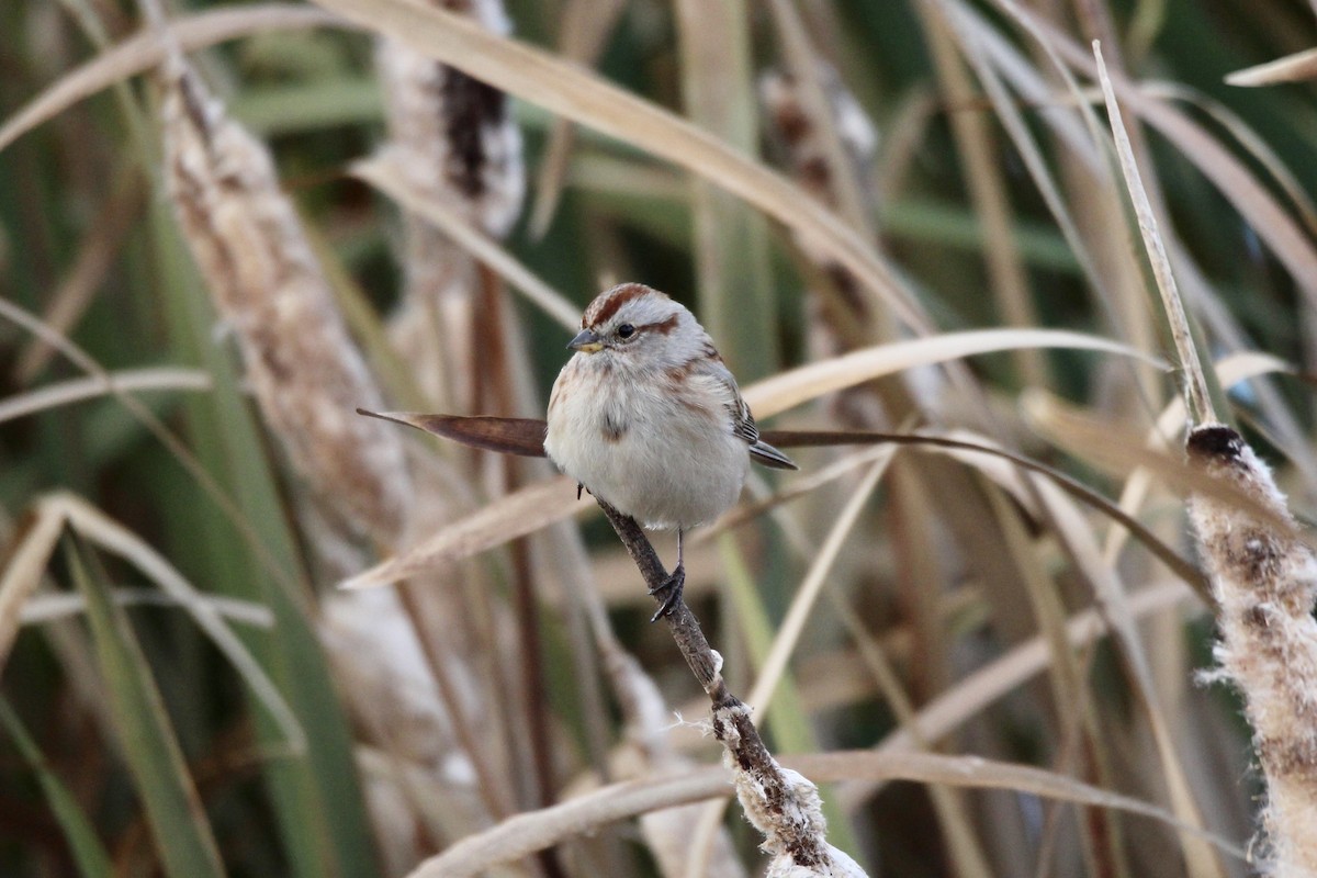 American Tree Sparrow - ML643456092