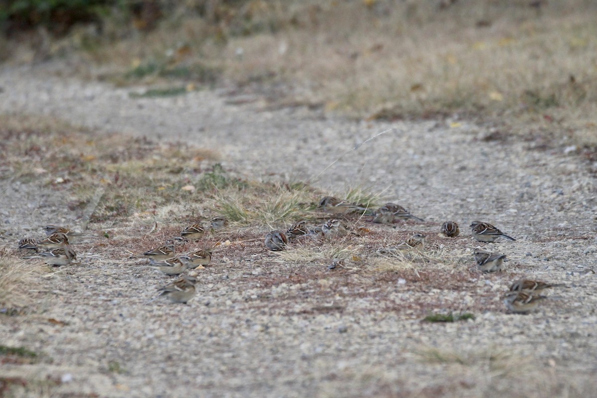 American Tree Sparrow - ML643456093