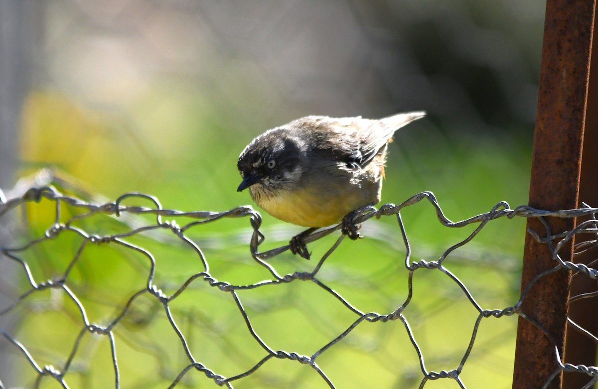 White-browed Scrubwren - ML643456097