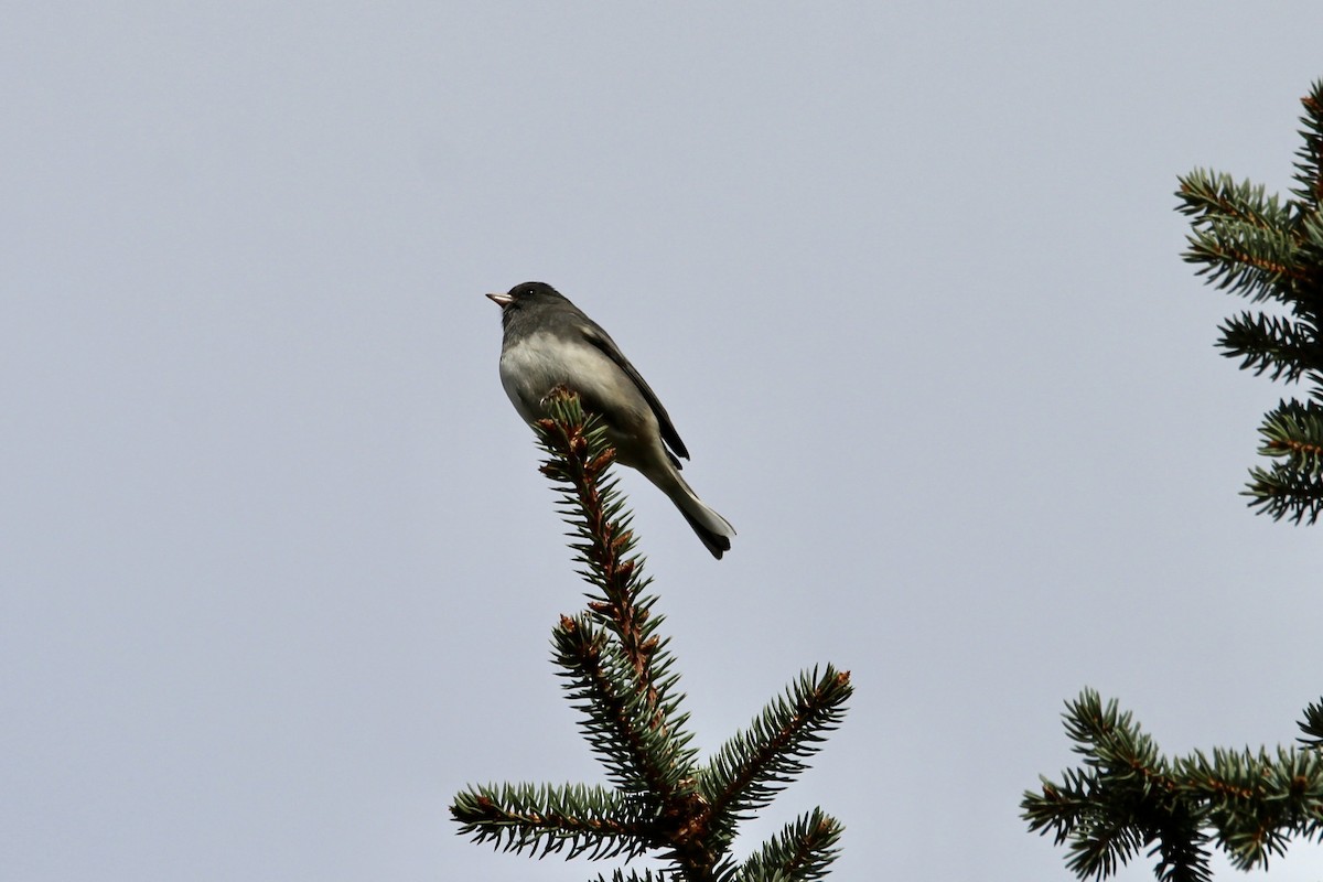 Dark-eyed Junco (Slate-colored) - ML643456107