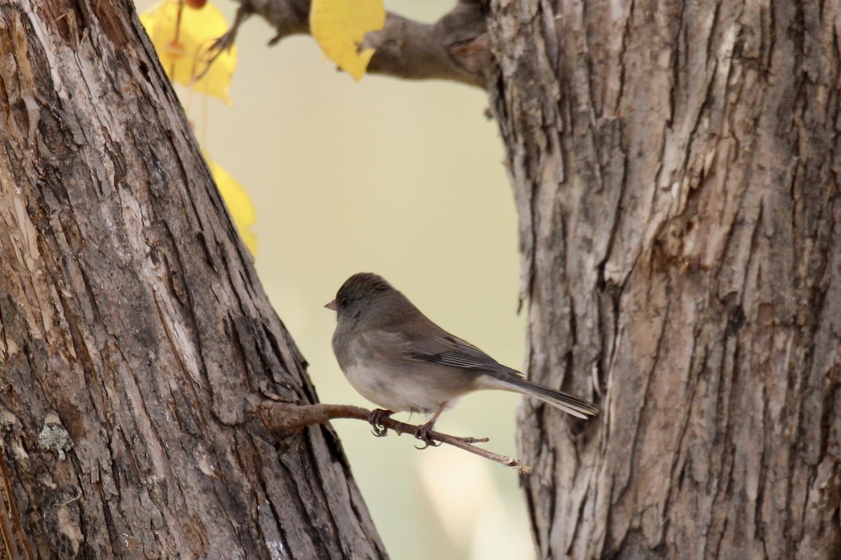 Dark-eyed Junco (Slate-colored) - ML643456108