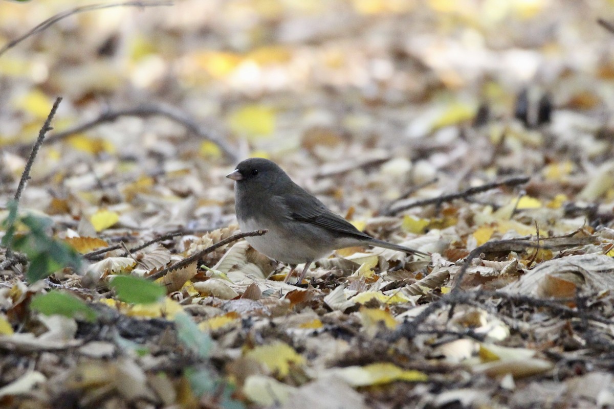 Dark-eyed Junco (Slate-colored) - ML643456109