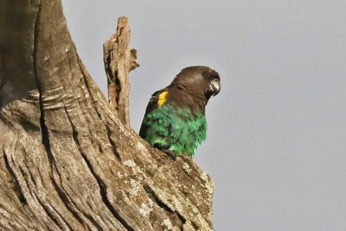 gulissepapegøye - ML643456113